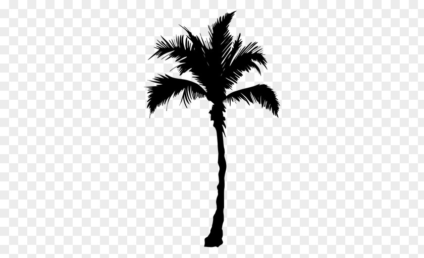 Tree Arecaceae Date Palm PNG
