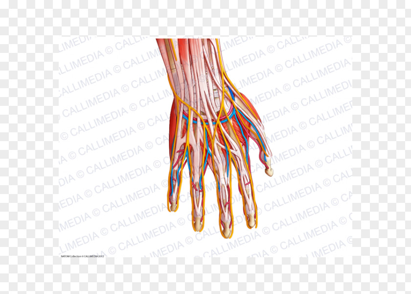 Hand Finger Blood Vessel Nerve Muscle PNG