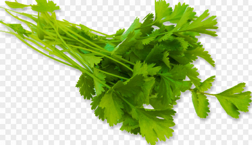 I Coriander Vegetable Parsley Fines Herbes Brazilian Cuisine PNG