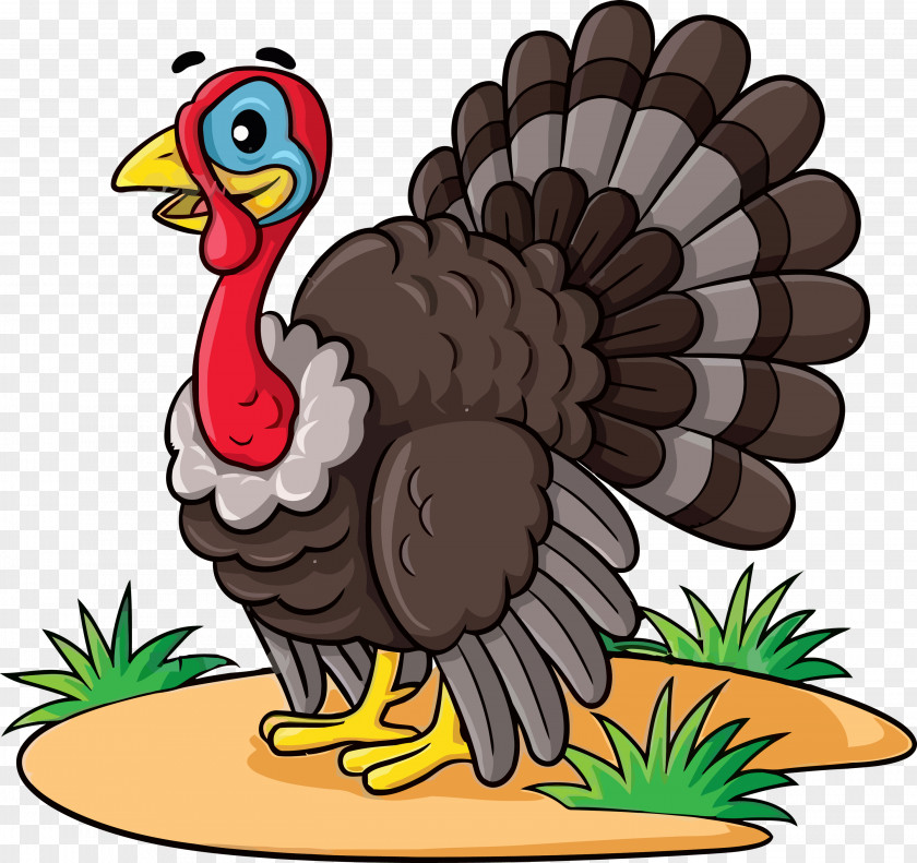Thanksgiving Flightless Bird Turkey PNG