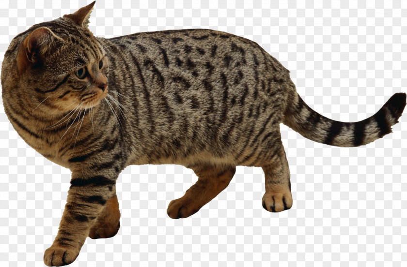 Cats Cat Kitten PNG