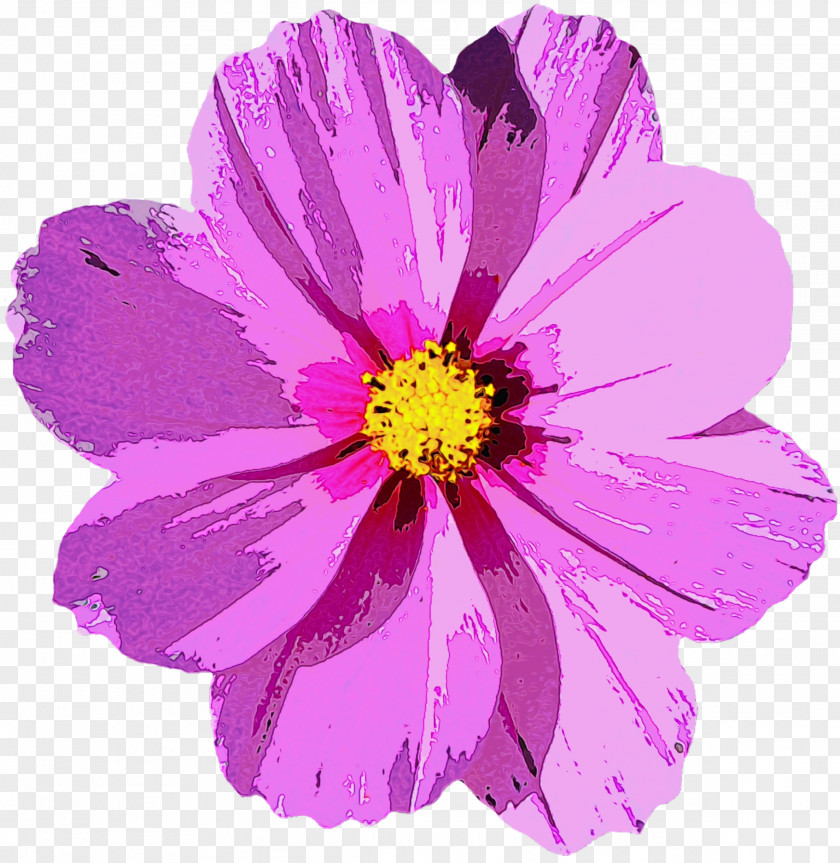 Garden Cosmos Flower Image PNG