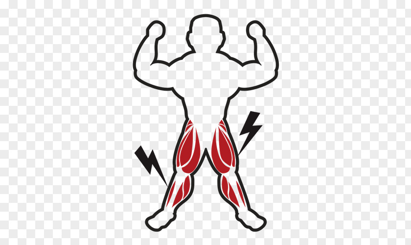 Muscle Tissue Myocyte Clip Art PNG