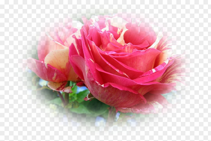 Pas De Deux Garden Roses Cabbage Rose Floristry Cut Flowers Petal PNG