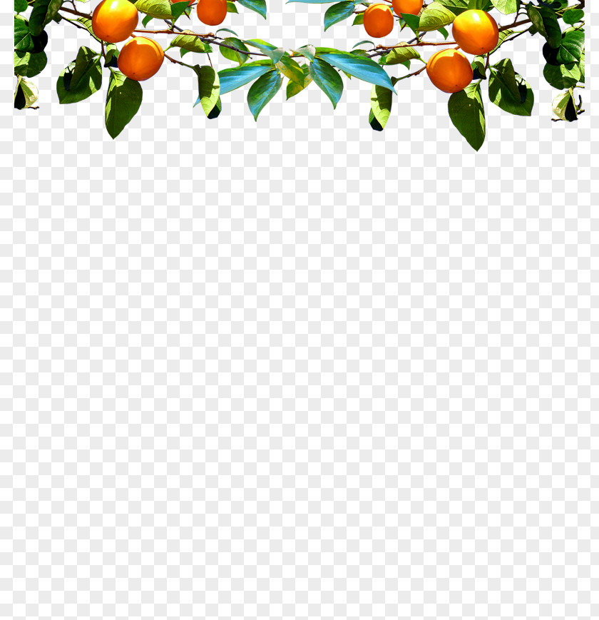 Persimmon U9047u9f8du6a4b Fruit Auglis Illustration PNG