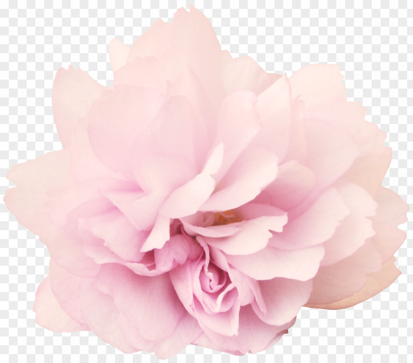 Bouquet Of Flowers Peony Flower Clip Art PNG