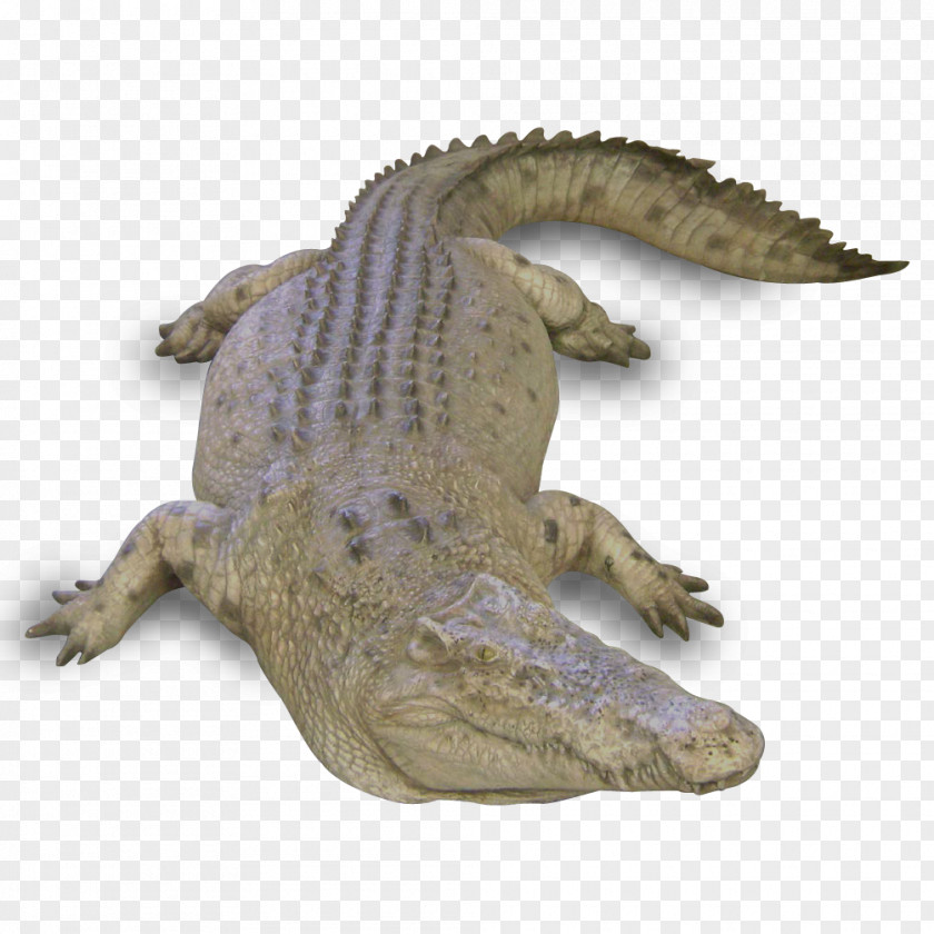 Crocodile Nile Alligators Terrestrial Animal PNG