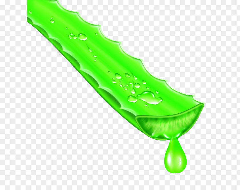 Aloe Vera Aloin Skin Emodin Face PNG