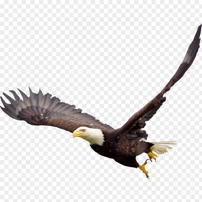 Bald Eagle Image Fauna Beak Wildlife PNG