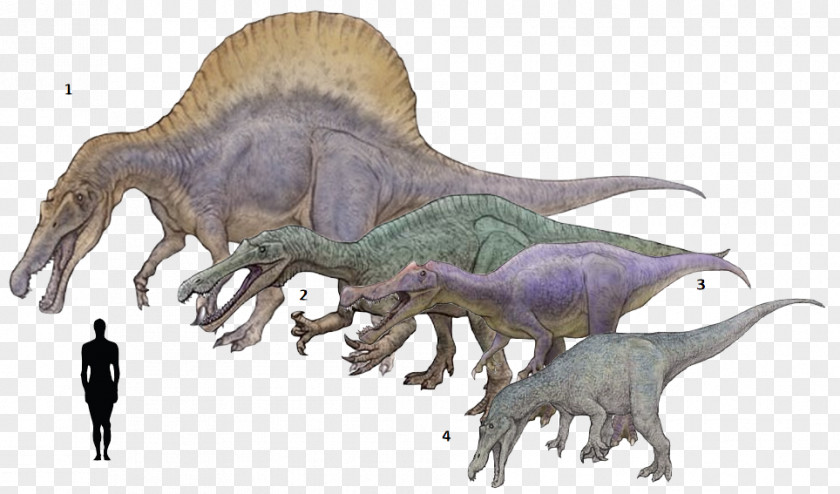 Dinosaur Tyrannosaurus Baryonyx Suchomimus Spinosaurus Irritator PNG