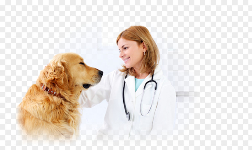 Dog Veterinarian Veterinary Medicine Cat Paraveterinary Worker PNG