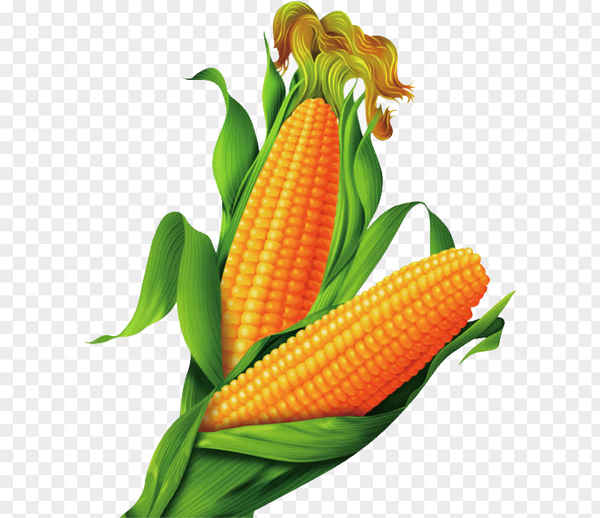 Golden Corn Maize Cartoon Gold PNG
