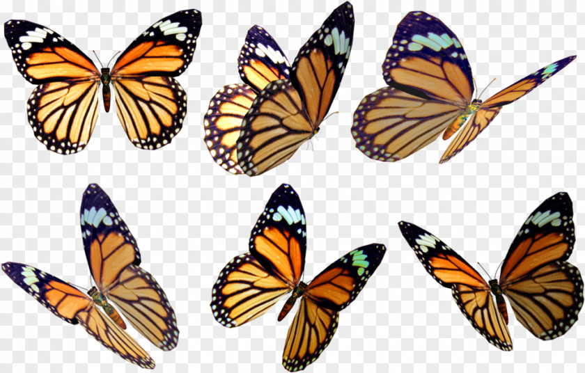 Monarch Butterfly Drawing Wings Insect Stock Photography Art PNG