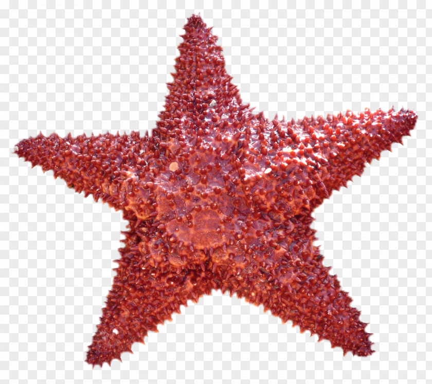 Starfish Do It Yourself PNG