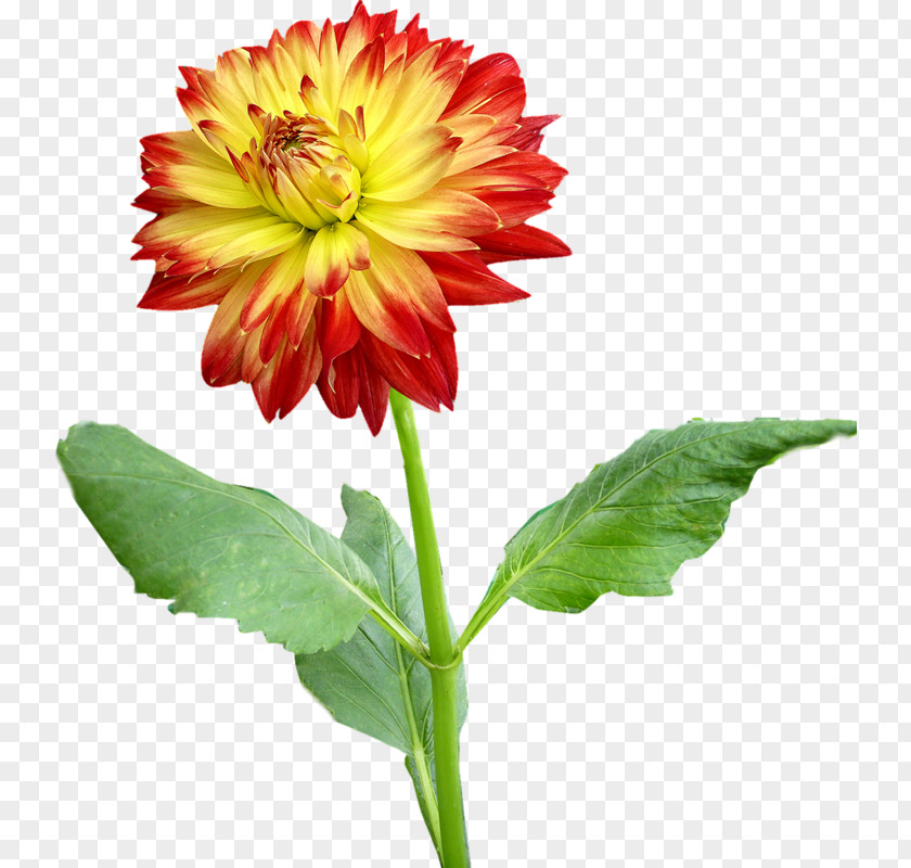 Sweet Potato Flower Dahlia Clip Art PNG