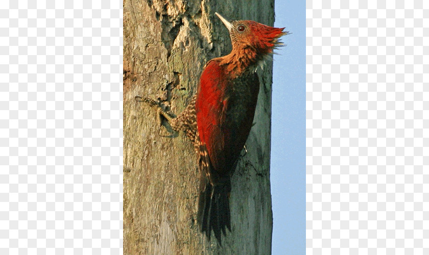 Woodpecker Fauna Beak PNG
