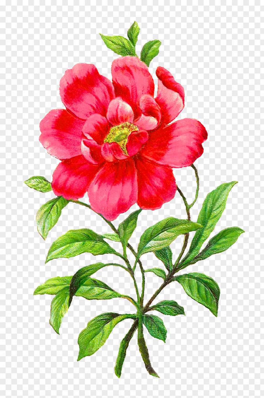 Botanical Flower Camellia Petal Clip Art PNG