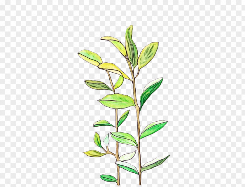 Hypericum Pedicel Plant Flower Leaf Branch Stem PNG