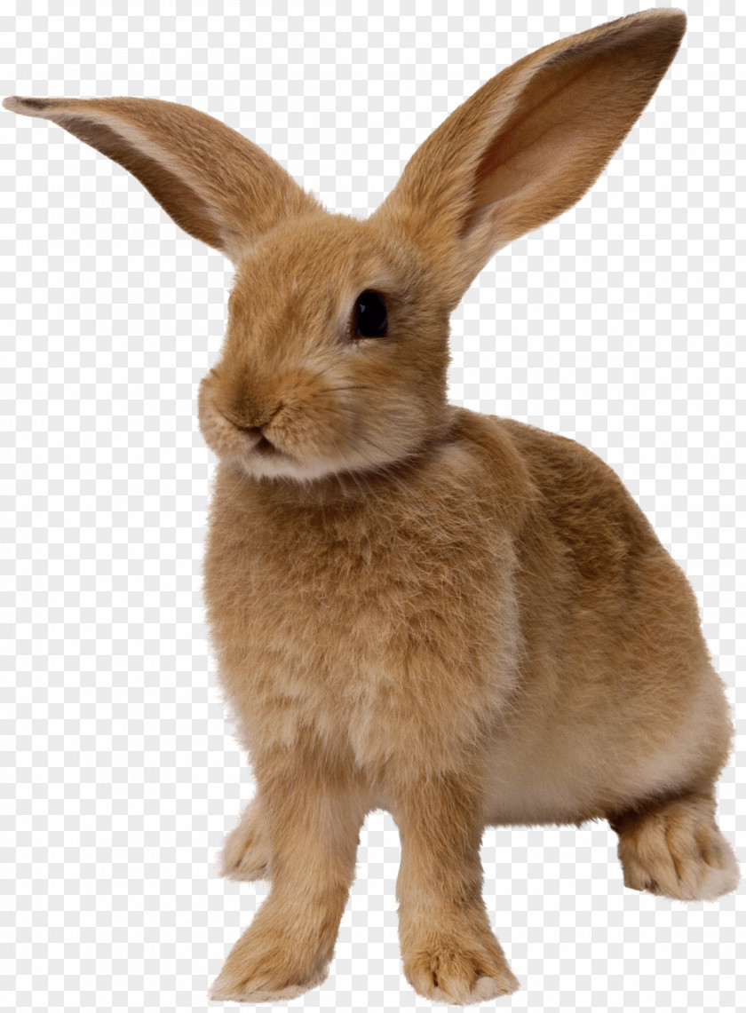 Rabbit Image Easter Bunny PNG