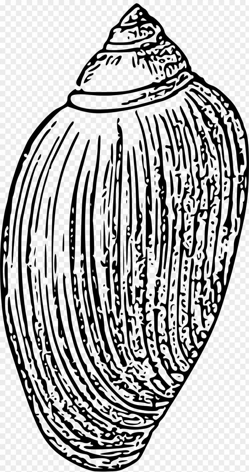 Seashell Drawing Clip Art PNG