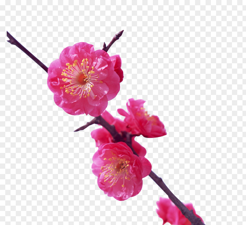 A Peach Blossom Japan Plum Flower Cherry Wallpaper PNG