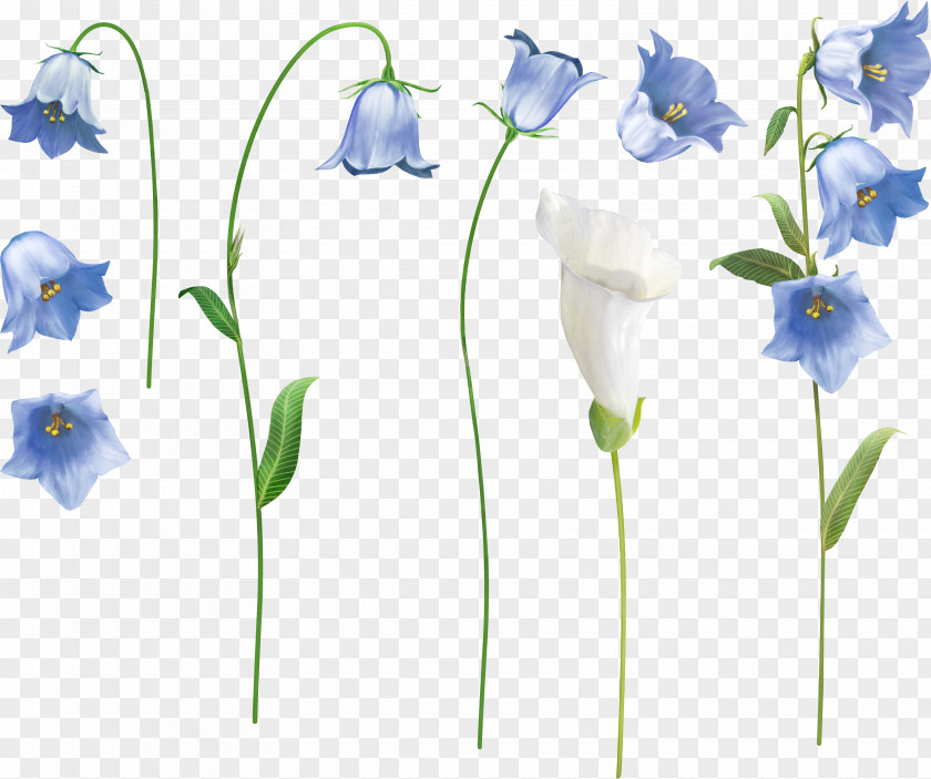 Bellflower File Clip Art Image Transparency Harebell PNG