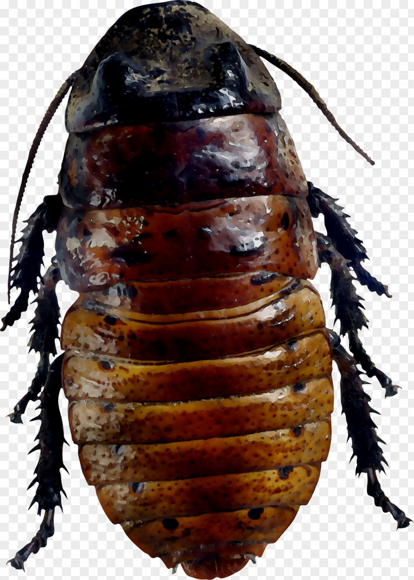Cockroach Beetle Membrane Scarab Insect PNG