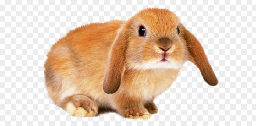 Dog European Rabbit Hamster Taking Care Of Your PNG