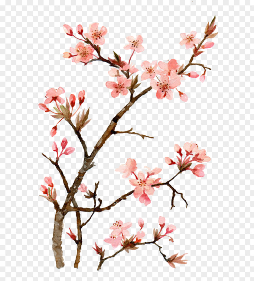 Drawing Peach Cherry Blossom Watercolor Painting PNG