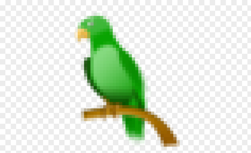 Green Parrot WebQuest Tropical Rainforest Biome TeachersPayTeachers PNG
