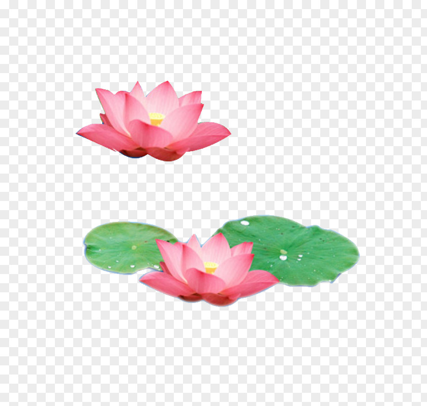 Lake Lotus Pink Nelumbo Nucifera Leaf U84eeu306eu8449 PNG