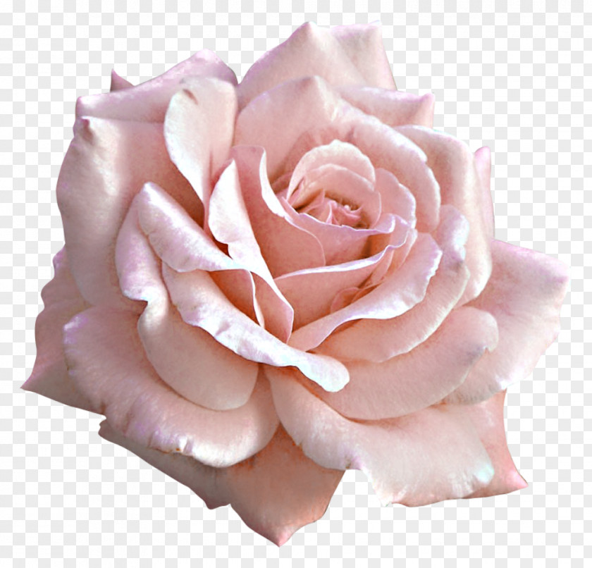 Large Light Pink Rose Clipart Flower Clip Art PNG