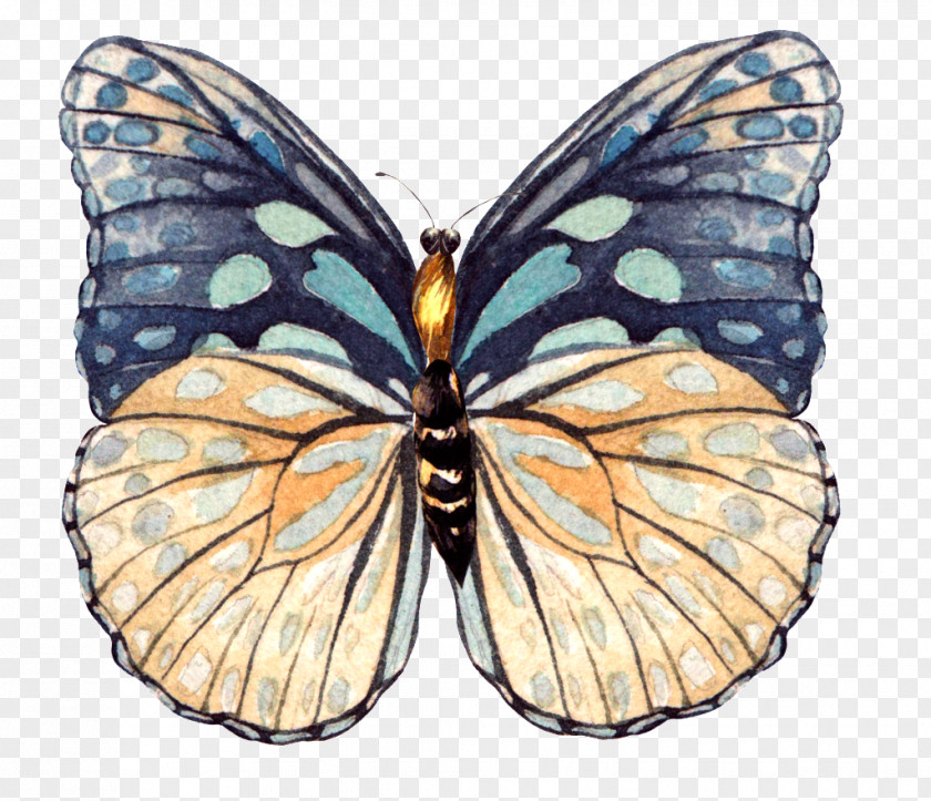 Butterfly Image Download Drawing PNG