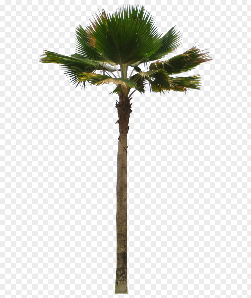 Coconut Asian Palmyra Palm Attalea Speciosa Adonidia Pritchardia Pacifica PNG