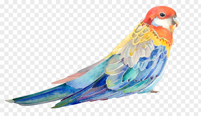 Painted Hand Bird Parrot Watercolor Painting Illustration PNG