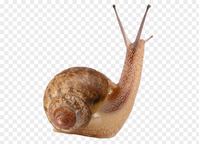 Snails Cornu Aspersum Snail Slime Gastropods Land PNG