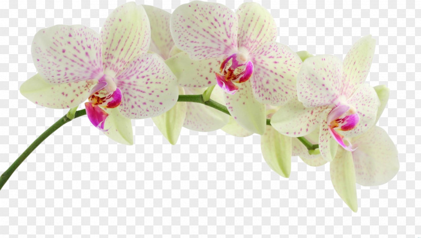 Purple Orchid Dendrobium Orchids Flower Clip Art PNG