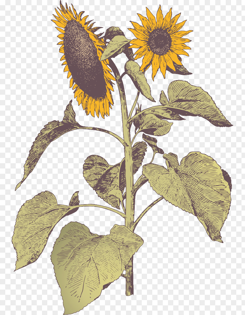 Sunflower PNG