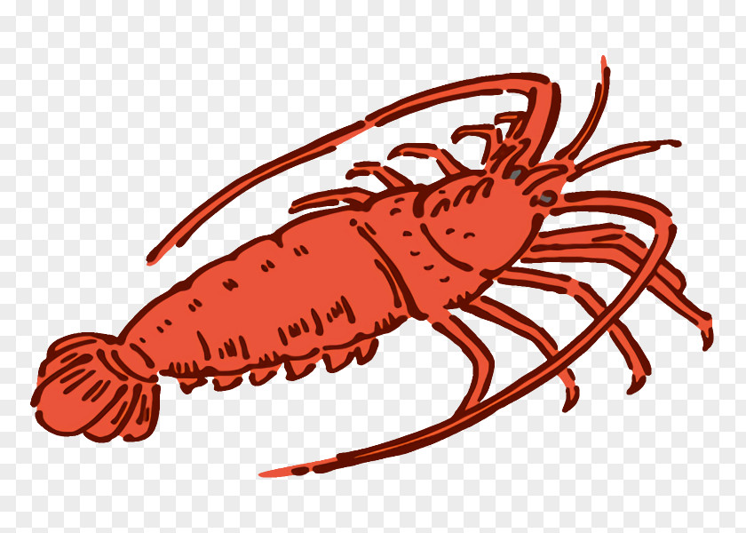 American Lobster European Spiny Dungeness Crab Crayfish PNG