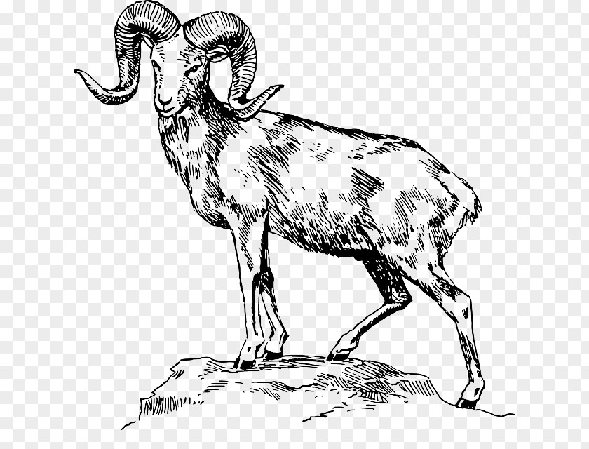 Angry Bulldog Argali Welsh Mountain Sheep Bighorn Goat PNG