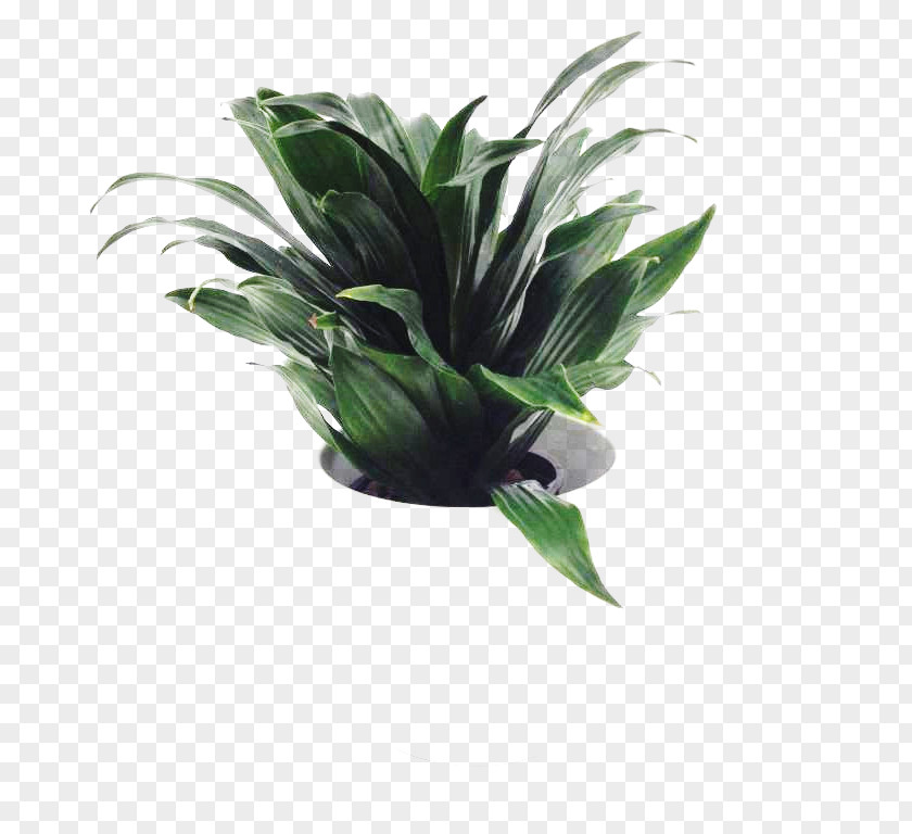 Leaf Flowerpot Houseplant PNG