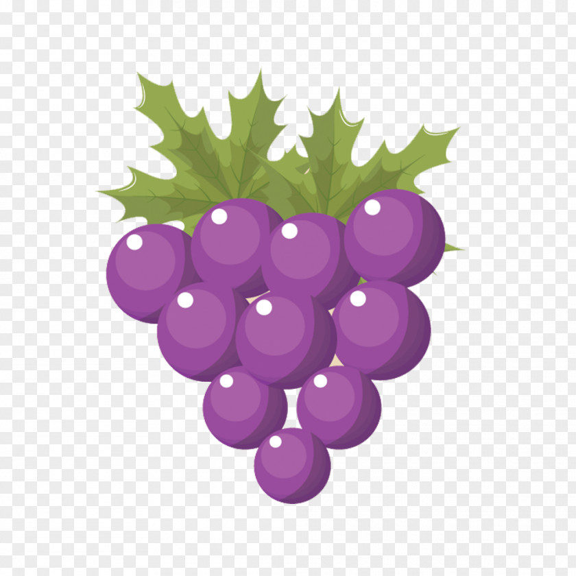 Vector Material Purple Grapes Grape Euclidean PNG
