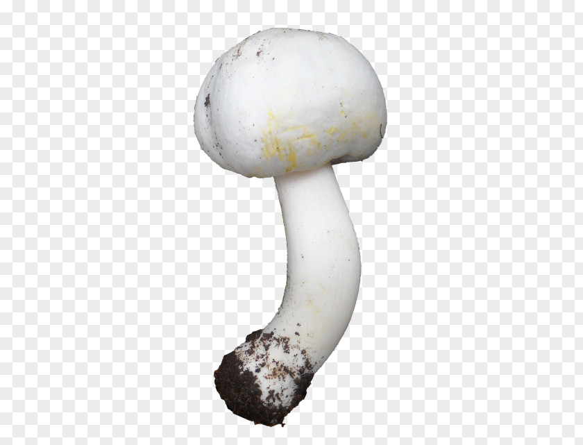 Agaricus PNG