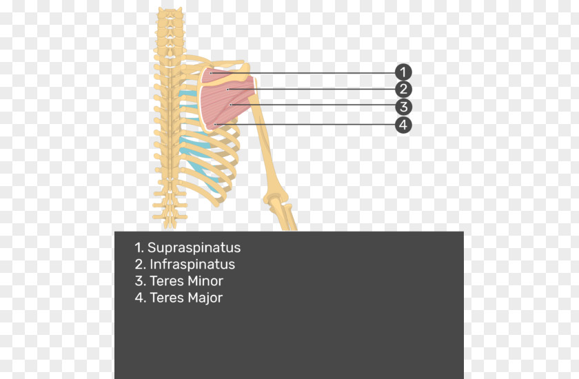 Arm Muscle Supraspinatus Infraspinatus Teres Minor Major PNG