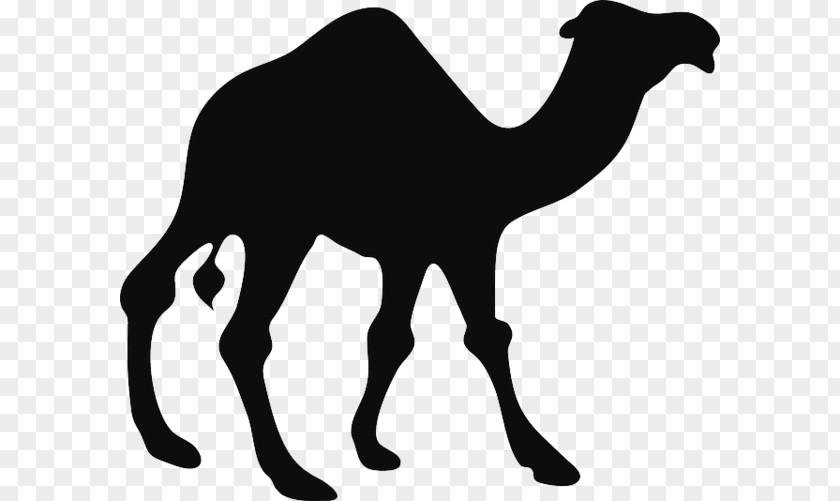 Camel Vector Graphics Clip Art Illustration Silhouette PNG