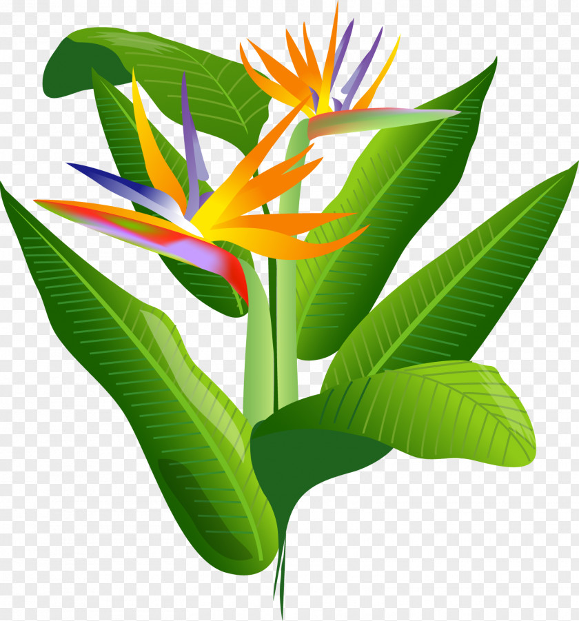 Flower Bird Of Paradise PNG