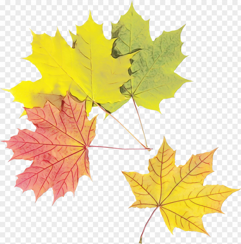 Flowering Plant Maple Leaf PNG