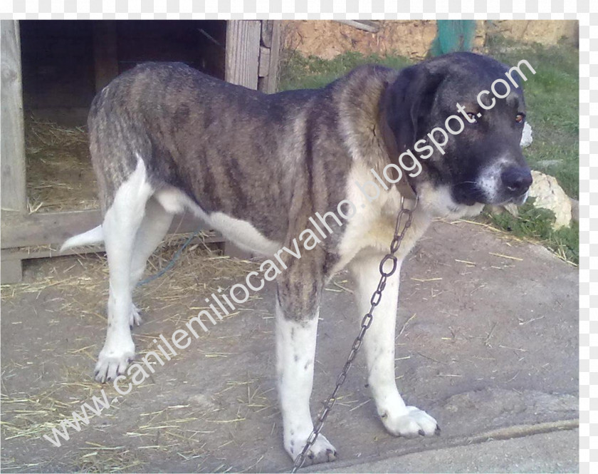 GADO Rafeiro Do Alentejo Central Asian Shepherd Dog Caucasian Cão De Gado Transmontano Breed PNG