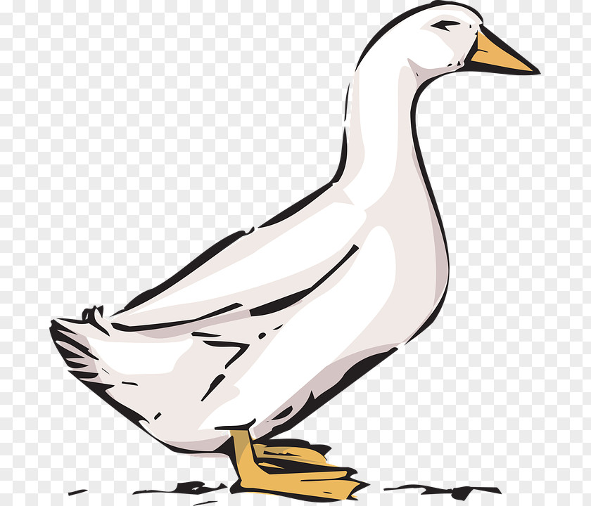 Goose Duck American Pekin Bird Clip Art PNG