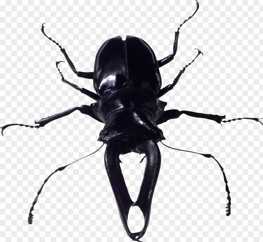 Insect Bug Image Beetle Look At Insects PNG